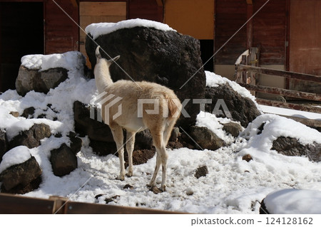 Snow piles up at Akiyoshidai Natural Zoo, Safariland, Yamaguchi Prefecture, cold wave Snow piles up at Akiyoshidai Natural Zoo, Safariland, Yamaguchi Prefecture, cold wave 124128162
