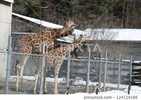 山口縣秋吉台自然動物園大雪紛飛，寒流來襲 124128166