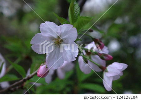 Spring in full bloom 124128194