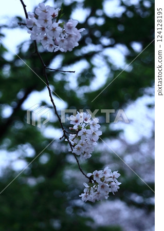 Spring in full bloom 124128195