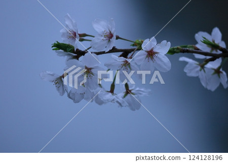 Spring in full bloom 124128196