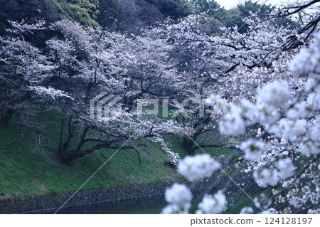 春天盛開 124128197