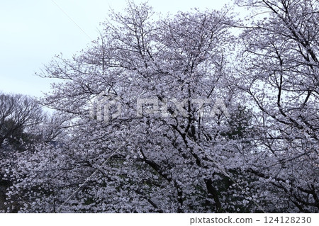 Spring in full bloom 124128230