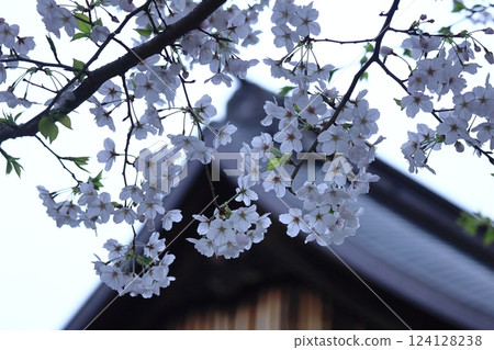 Spring in full bloom 124128238