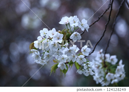 春天盛開 124128249