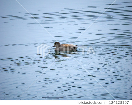 鴨子下河 124128307