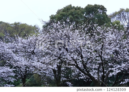 春天盛開 春天盛開 124128309