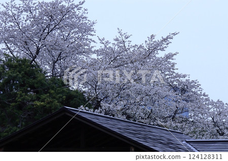 Spring in full bloom Spring in full bloom 124128311