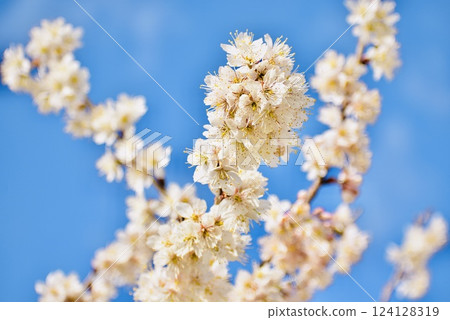 初春盛開的白梅花 124128319