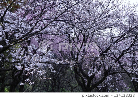 Spring in full bloom Spring in full bloom 124128328