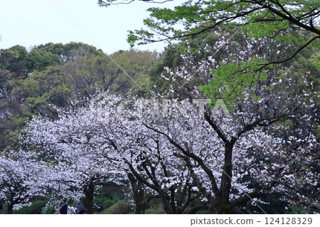 Spring in full bloom 124128329