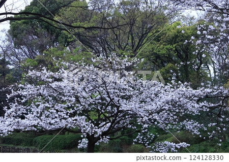 Spring in full bloom Spring in full bloom 124128330