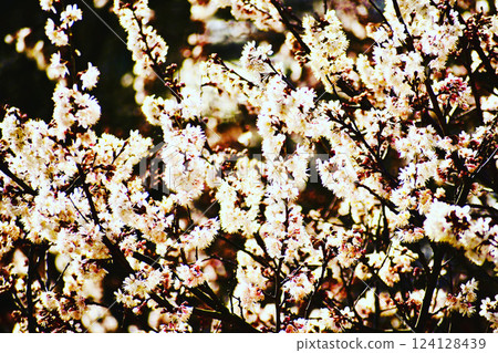 White plum blossoms in full bloom in early spring 124128439