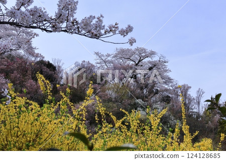 Spring in full bloom Spring in full bloom 124128685