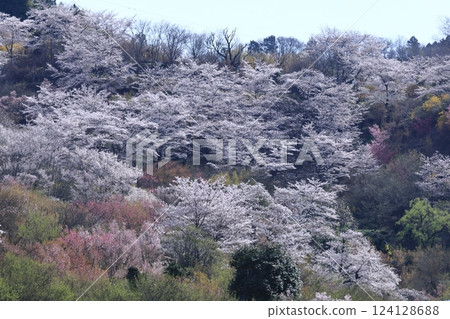 Spring in full bloom 124128688