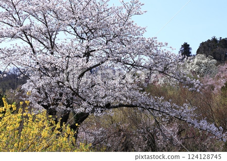 Spring in full bloom Spring in full bloom 124128745