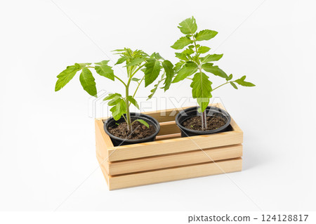 Young tomato seedlings growing in black cups and a wooden box on a white background. Growing eco-friendly plants at home. Concept of gardening, spring, harvest. Young tomato seedlings growing in black cups and a wooden box on a white background. Growing eco-friendly plants at home. Concept of gardening, spring, harvest. 124128817