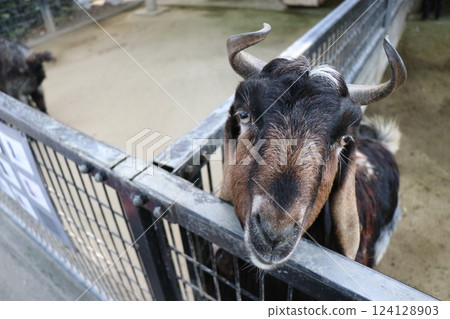 宮崎縣宮崎市鳳凰動物園 124128903