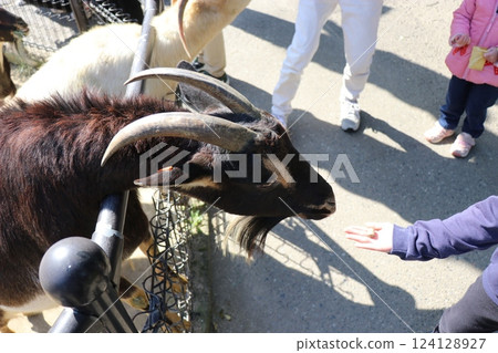宮崎縣宮崎市鳳凰動物園 124128927