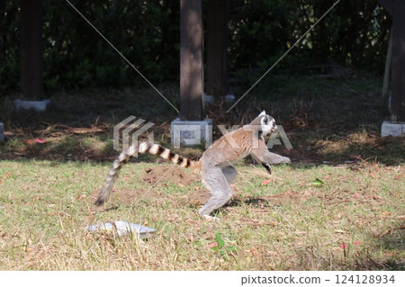 宮崎縣宮崎市鳳凰動物園 宮崎縣宮崎市鳳凰動物園 124128934