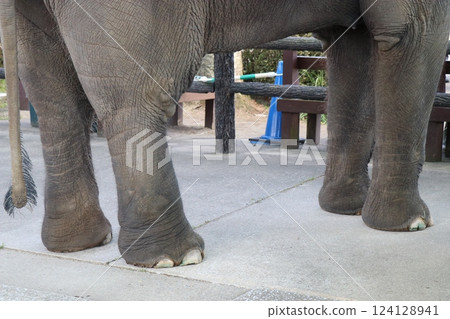 Miyazaki City Phoenix Zoo, Miyazaki Prefecture Miyazaki City Phoenix Zoo, Miyazaki Prefecture 124128941