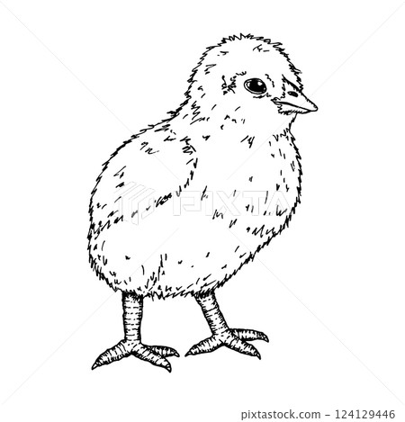 A baby chick, hand-drawn ink artwork. Suitable for farm, animal husbandry and poultry farming themes. This sketch is great for branding, packaging and Easter decorative illustrations 124129446