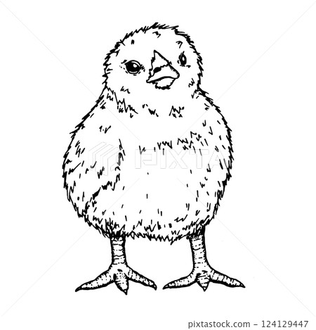 A fluffy baby chick, hand-drawn ink sketch. Perfect for farm life, poultry breeding, and spring-themed illustrations. Ideal for branding, packaging, educational materials, and creative projects 124129447