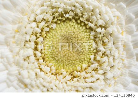 白色非洲菊中心 白色非洲菊中心 124130940