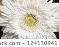 白色非洲菊 124130941