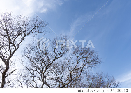 Fallen trees and blue winter sky 124130960