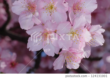 Bright pink cherry blossoms in full bloom Bright pink cherry blossoms in full bloom 124131001