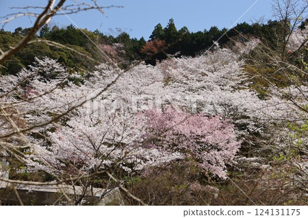 櫻花盛開! 櫻花盛開! 124131175