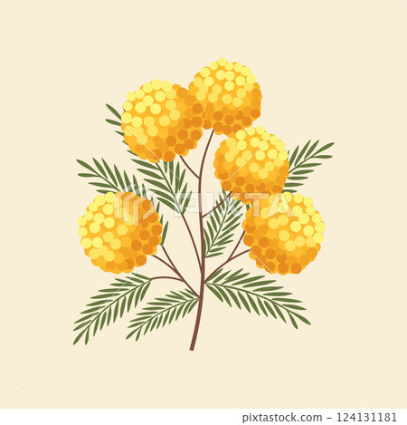 Beautiful illustration of a mimosa branch. Bouquet of mimosa. Spring greeting card. Flat illustration. Beautiful illustration of a mimosa branch. Bouquet of mimosa. Spring greeting card. Flat illustration. 124131181