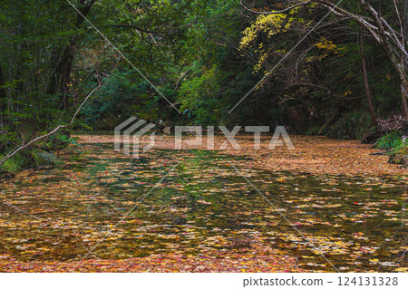 Autumn foliage at Aichi Prefectural Forest in Shinshiro City (Aichi Prefecture) 124131328