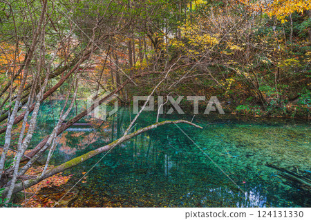 Autumn foliage at Aichi Prefectural Forest in Shinshiro City (Aichi Prefecture) 124131330