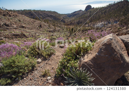 Wild Valley in El Teide National Park, Canary Islands Wild Valley in El Teide National Park, Canary Islands 124131380