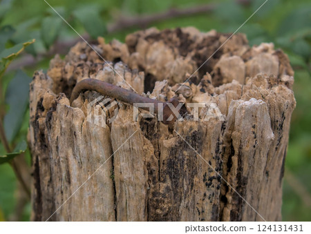 rusty nail driven in 124131431