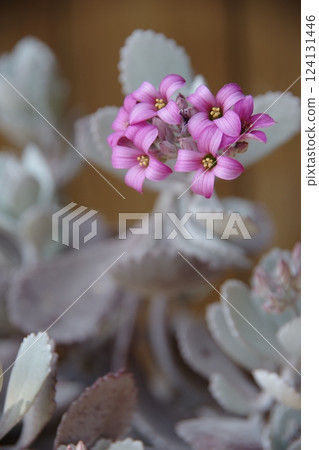 伽藍菜 伽藍菜 124131446