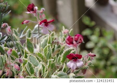 Variegated Pansy Geranium Mint Shower 124131451