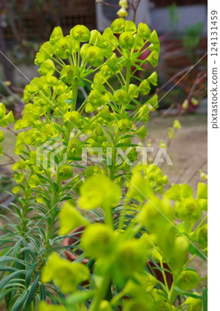 Euphorbia 124131459