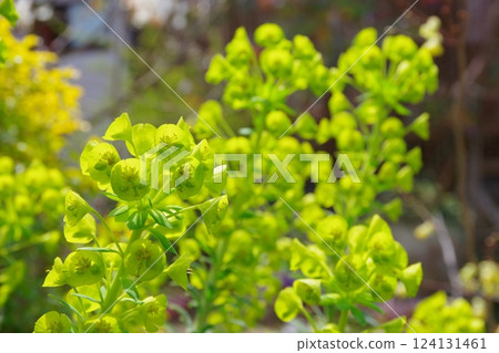 Euphorbia Euphorbia 124131461