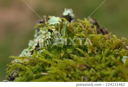 group of lichens in the field 124131462