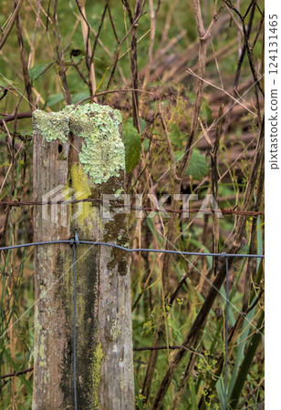 post with lichen and barbed wire 124131465