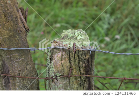 post with wires nailed to it 124131466