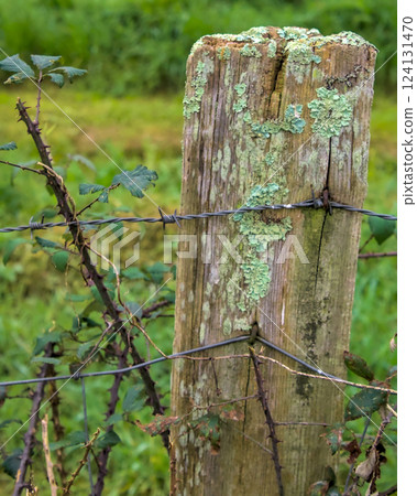 cattle fencing with wires 124131470