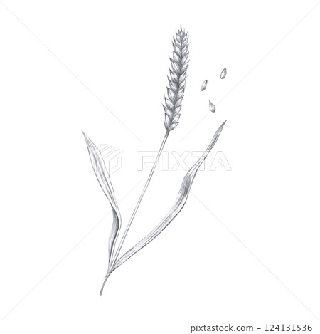 Barley ear. Isolated pencil illustration of barley in realistic style for restaurant menu design, beer festival, packaging, harvest festival Barley ear. Isolated pencil illustration of barley in realistic style for restaurant menu design, beer festival, packaging, harvest festival 124131536