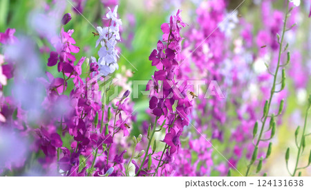 Blooming soft pink and white flowers with bees pollinating them in the sunlight. Vivid photo 124131638