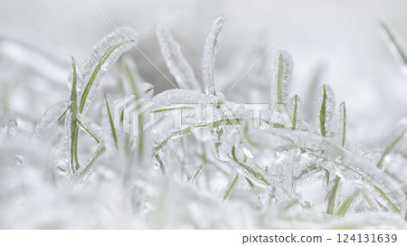 Icy grass, a natural phenomenon. Selective focus Icy grass, a natural phenomenon. Selective focus 124131639