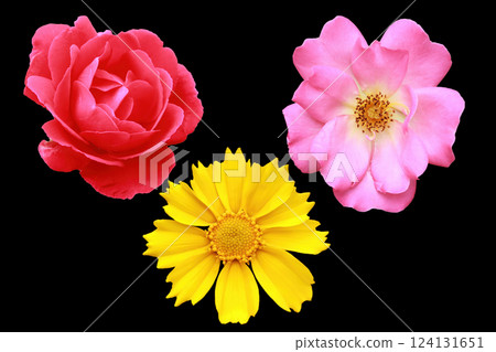 Buds of three colors - red, pink and yellow on a black background. Isolate for collage 124131651