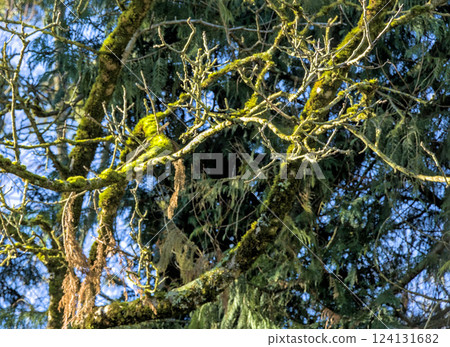 moss-covered pine moss-covered pine 124131682